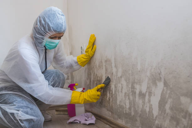 Best Mold Cleaning Services  in Miller, SD