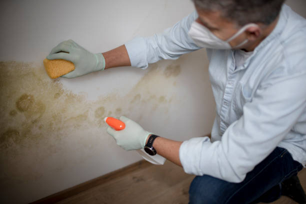 Best Emergency Mold Removal  in Miller, SD