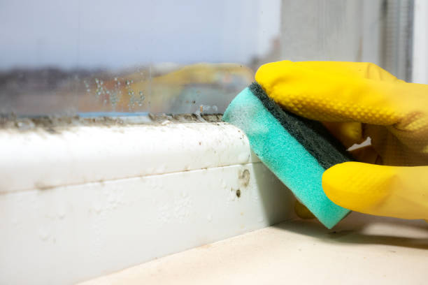 Best Local Mold Removal Service  in Miller, SD