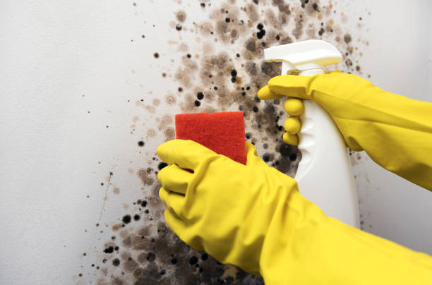 Best Black Mold Removal  in Miller, SD