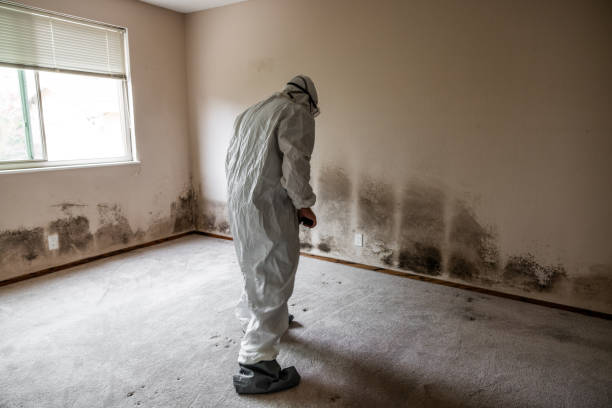 Best Office Mold Removal Services  in Miller, SD