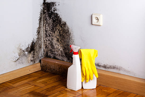 Best Home Mold Removal  in Miller, SD