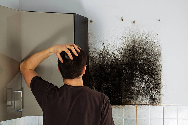 Best Mold Damage Repair  in Miller, SD